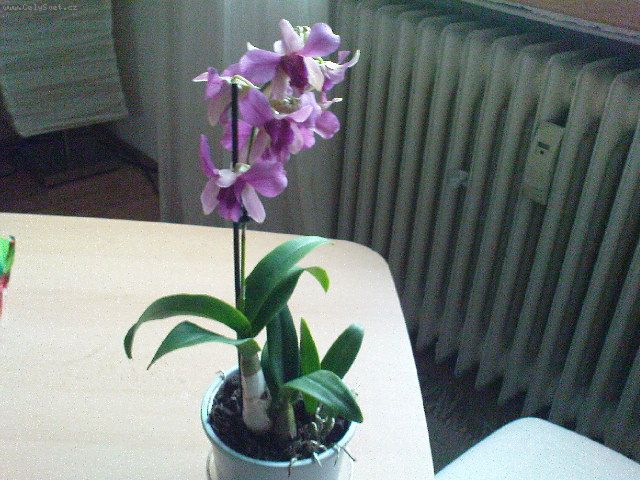 Foto: NOV� DENDROBIUM-Dobr� den, dostala jsem orchidejku dendrobium a dost dob�e nev�m jak na ni.