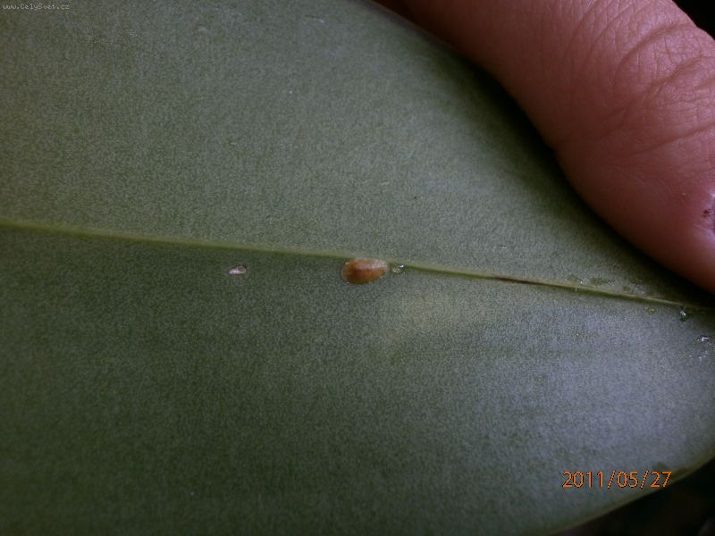 Foto: -Dobr� den, za�ali se mi na orchidej�ch objevovat takove hnede, mokre svkrny