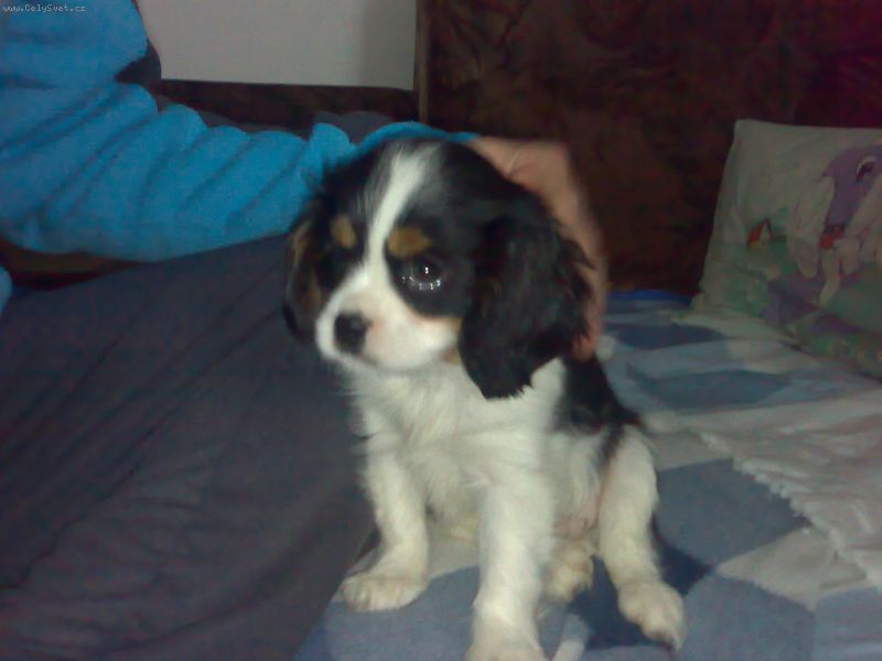 Foto: -dobr� den chci se zeptat,m�me doma  m�si�n�ho kavalirka.P�ed  dny jsme si