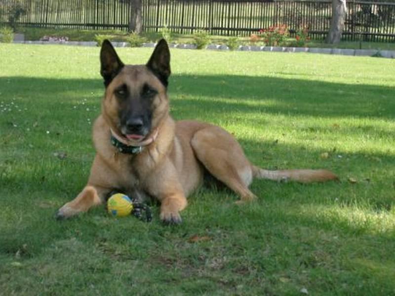 Foto: Belgick� ov��k - Malinois-Am�sek. Majitel: Jazej�ek