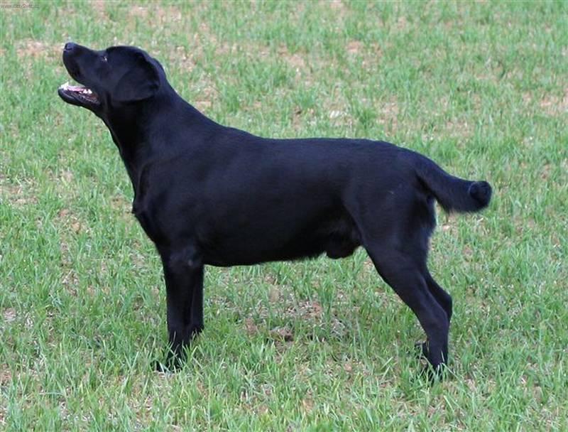 Fotky: Labradorsk retrvr (foto, obrazky)