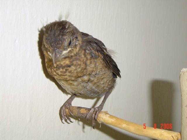 Fotky: Nalezen� pta�� ml��ata ! (foto, obrazky)