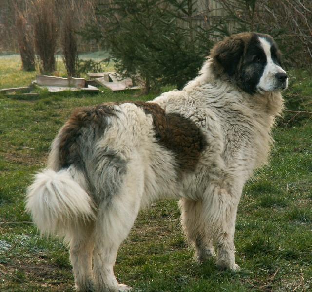 Fotky: Pyrenejsk� mastin (foto, obrazky)
