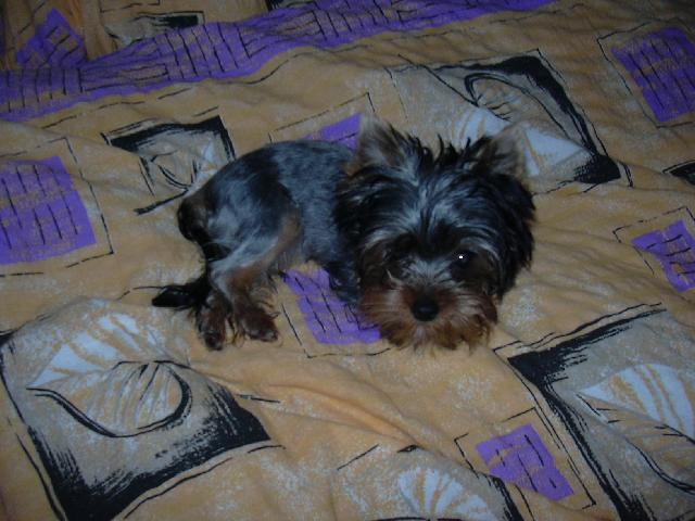 Fotky: York��rsk� terier (foto, obrazky)