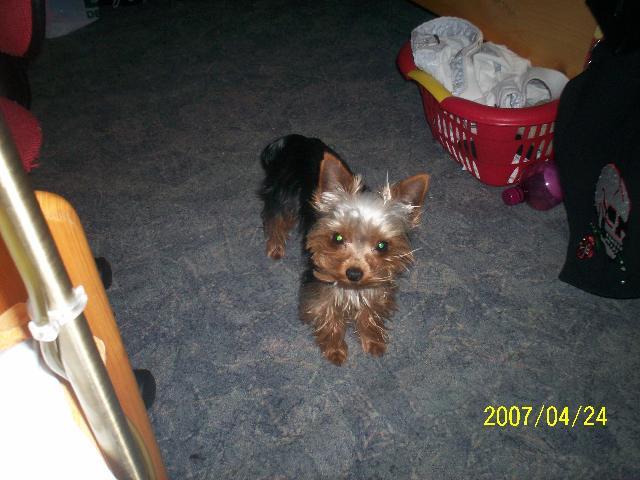 Fotky: York��rsk� terier (foto, obrazky)