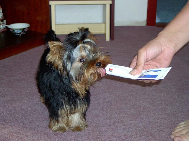 Fotky: York��rsk� terier (foto, obrazky)