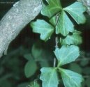 Pokojov rostliny:  > Cisus, umen (Cissus)