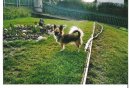 Ps plemena: Spoleensk plemena a toy > ivava (Chihuahua)