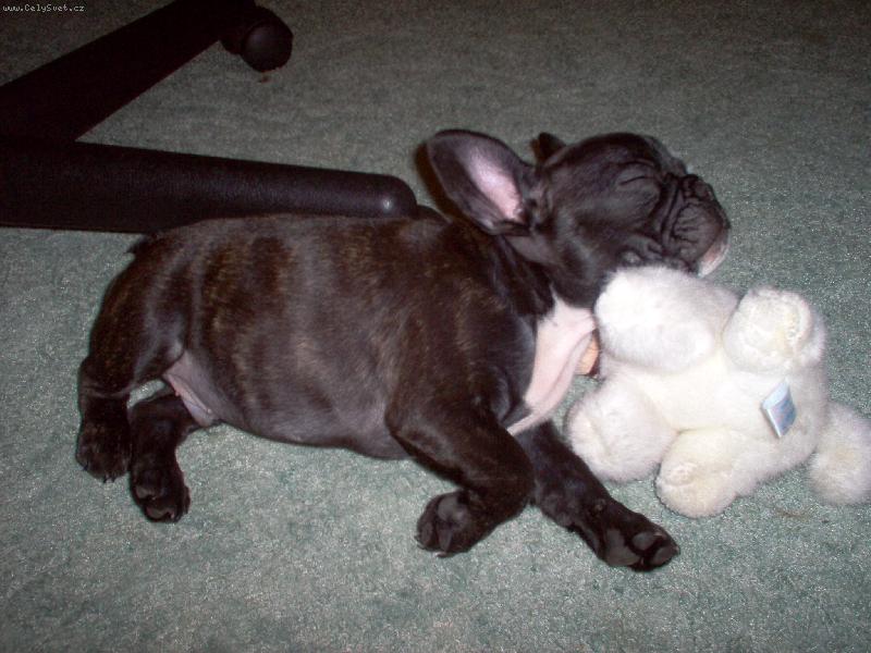 Foto: Benji-3,5m�s�ce