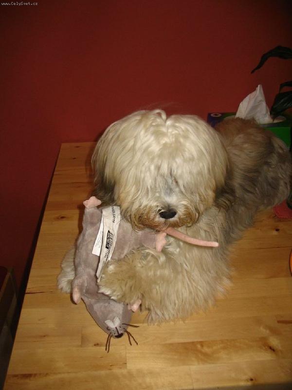 Foto: Havansk� ps�k