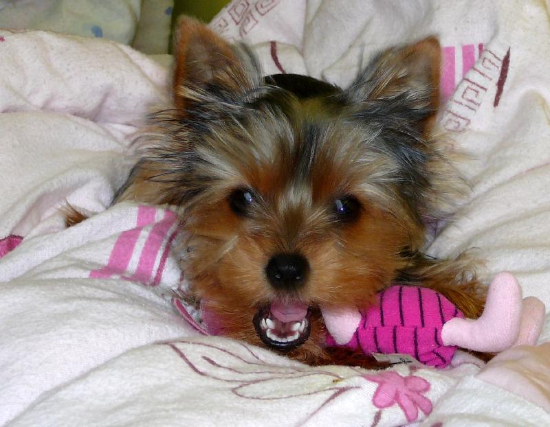 Foto: Na�e Kesi�ka