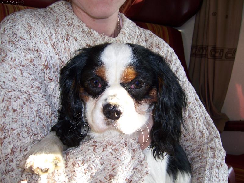 Foto: Falco z Krava�