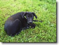 labrador+tajemství