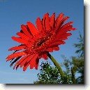 Gerbera