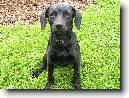Patterdale teri�r
