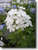 Olov�nec ou�kat�