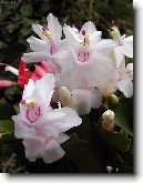 V�no�n� kaktus